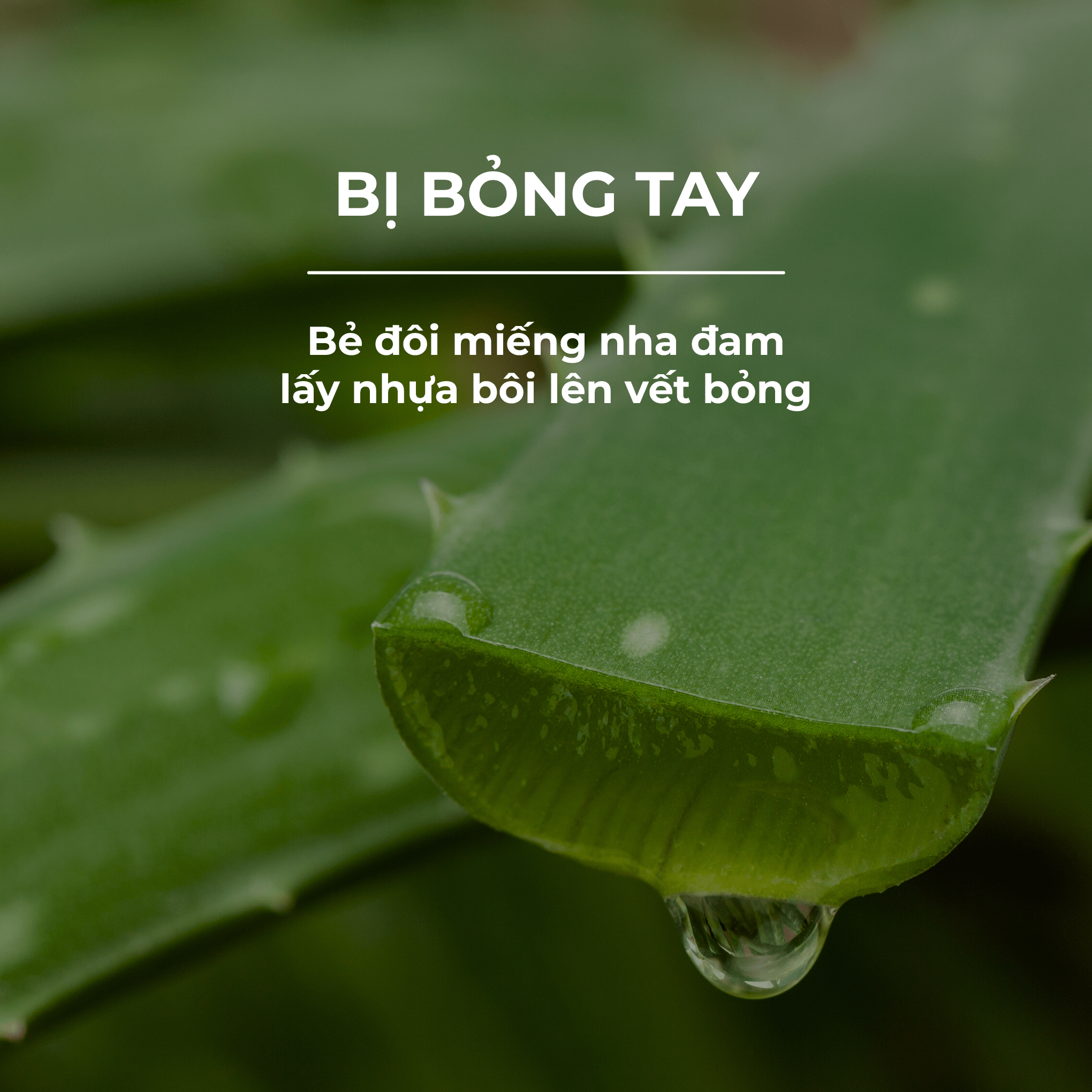 HÉ LỘ "CHÌA KHÓA" VÀNG GIÚP BẾP NÀNG LUÔN SẠCH SẼ 3 trị bỏng tay cùng nha đam với MAGIC Vietnam