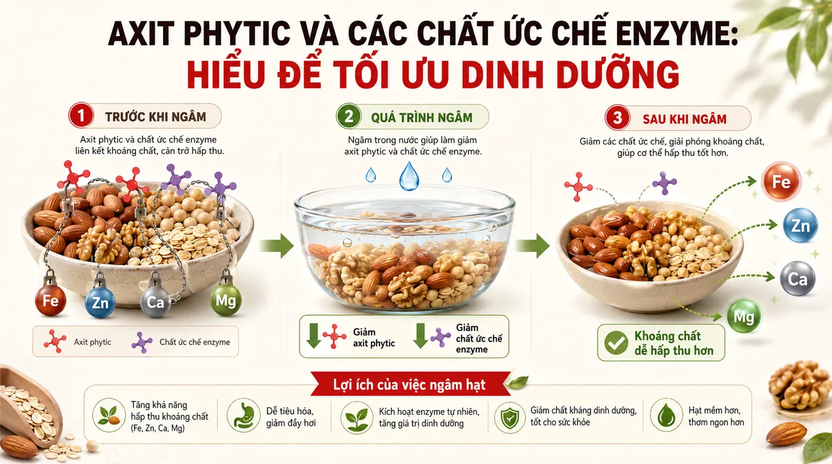Biểu đồ infographic minh họa cơ chế axit phytic trong hạt và lợi ích của việc ngâm hạt giúp loại bỏ chất ức chế enzyme, tăng cường hấp thu dinh dưỡng từ sữa hạt. Hỗ trợ hiểu rõ hơn việc máy làm sữa hạt có cần ngâm hạt không.