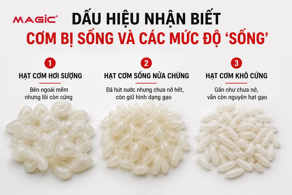 Nồi Cơm Điện Nấu Cơm Bị Sống: Nguyên Nhân, Cách Khắc Phục & Mẹo Nấu Cơm Hoàn Hảo 2 Cận cảnh các mức độ cơm bị sống: hơi sượng, sống nửa chừng và khô cứng, giúp nhận biết nồi cơm điện nấu cơm bị sống